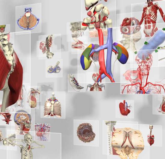 Preview of the various 3D models available with Primal Pictures.